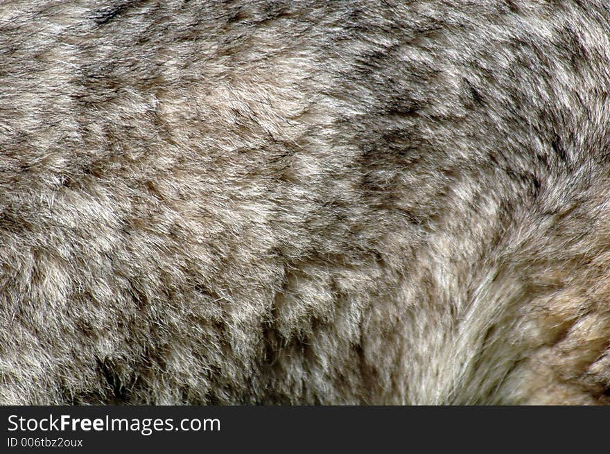 Fur of a siberian husky. Fur of a siberian husky