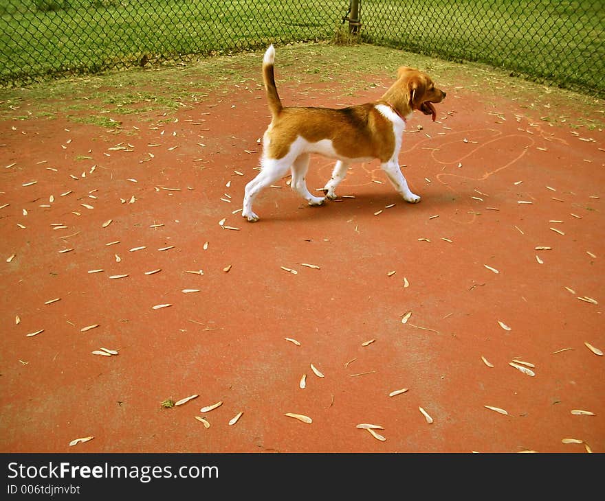 Picture of a puppy walking across a tennis court during the fall season. Picture of a puppy walking across a tennis court during the fall season.