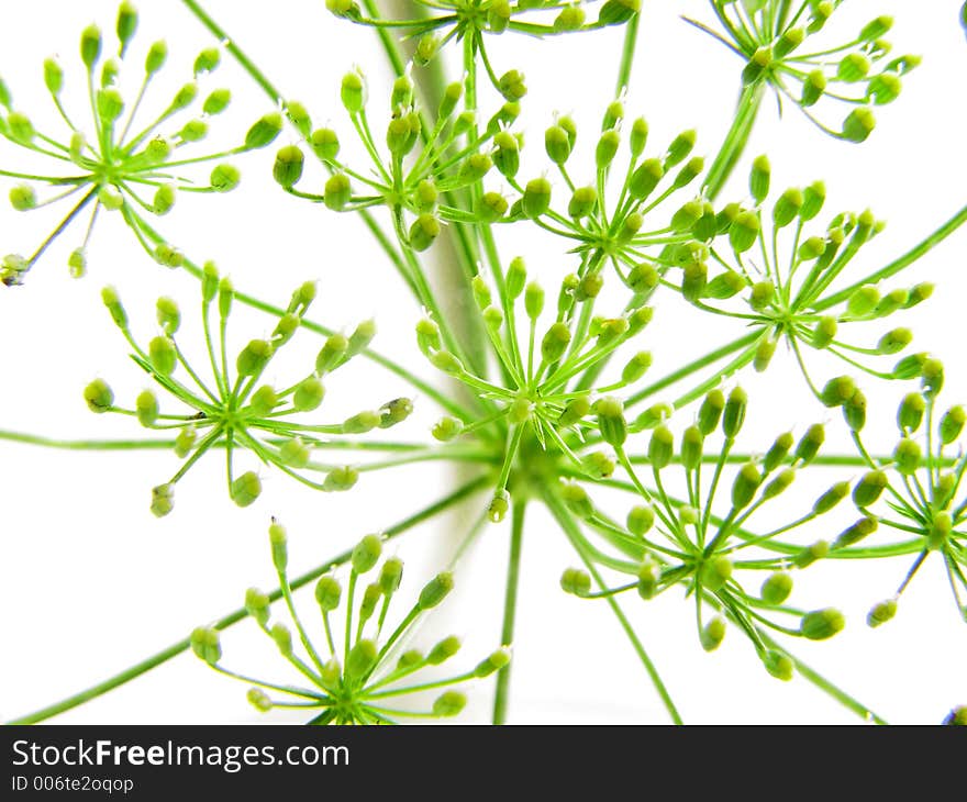 Parsley Buds