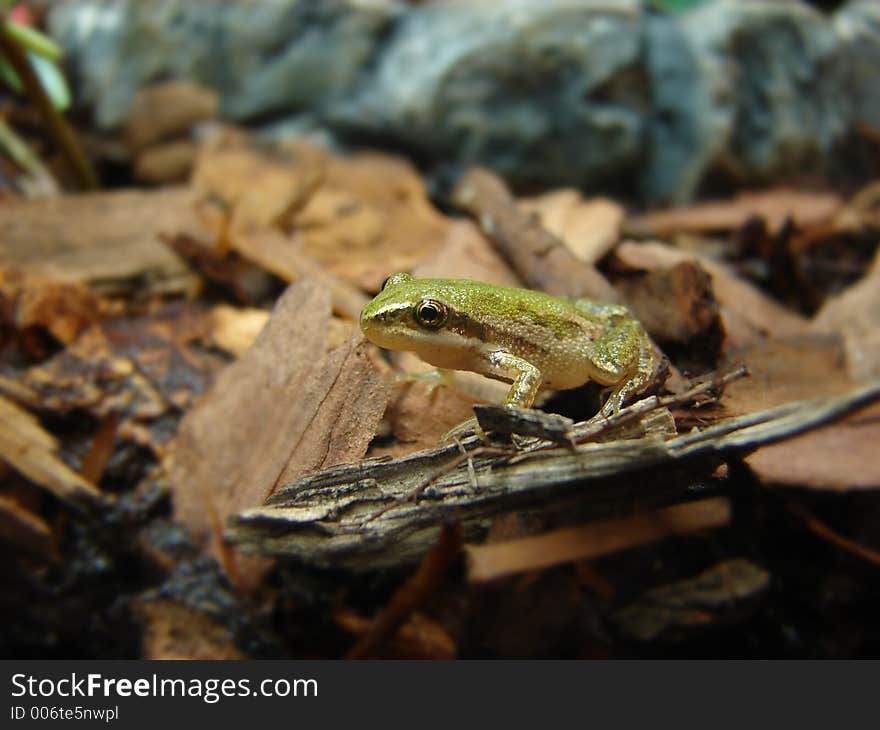 Baby frog