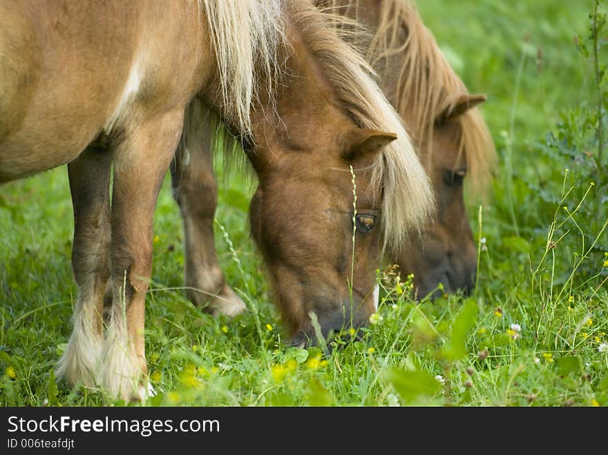 Two ponies. Two ponies