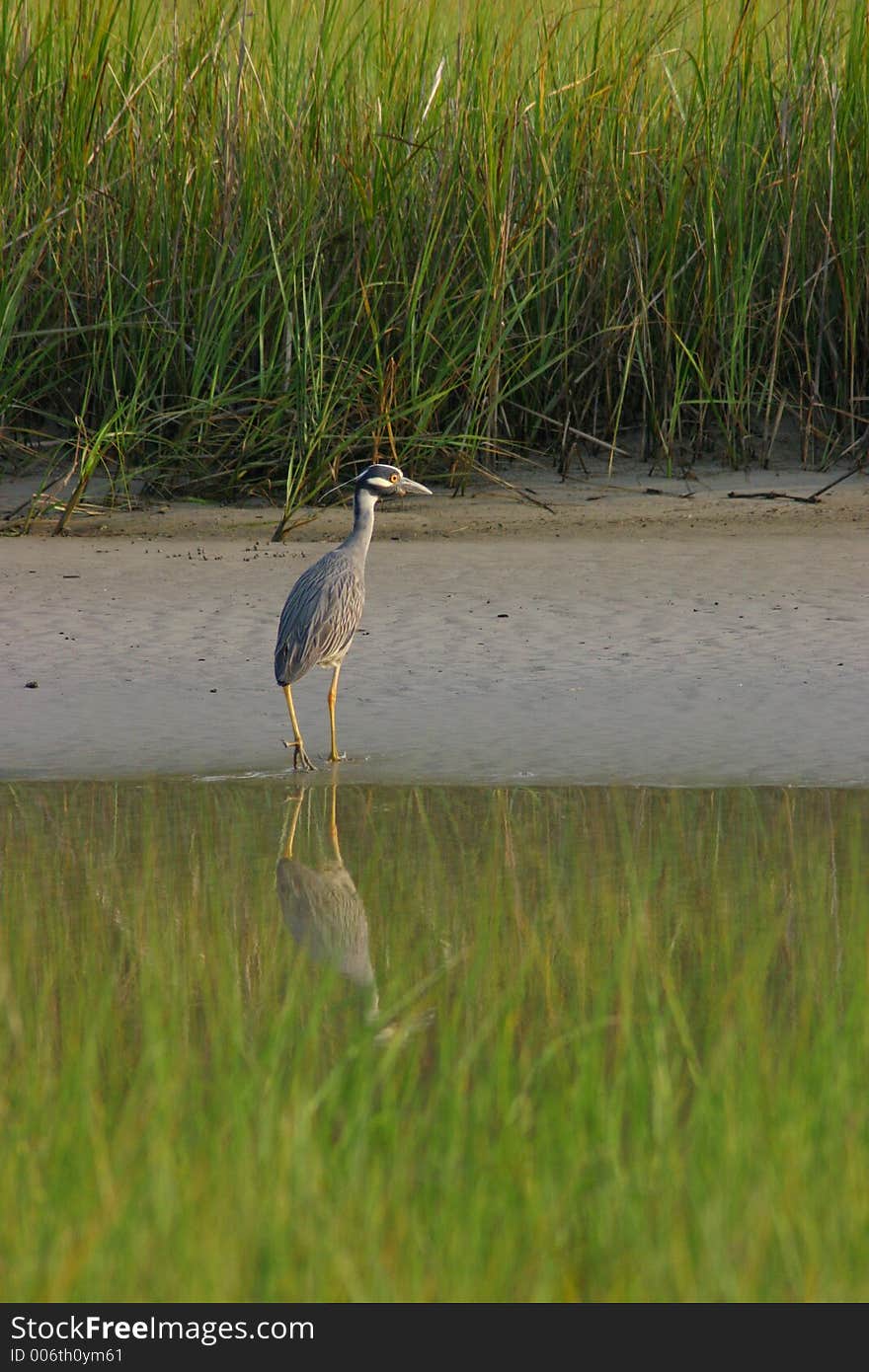 Bird on a river