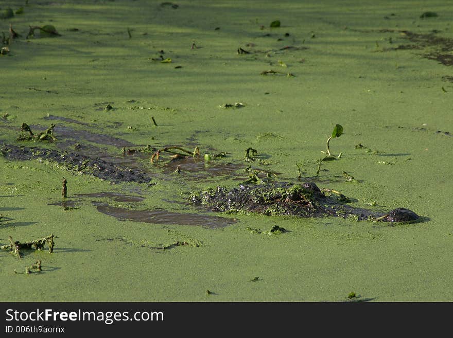 Alligator in quiet water
Alligator waiting
Alligator bended