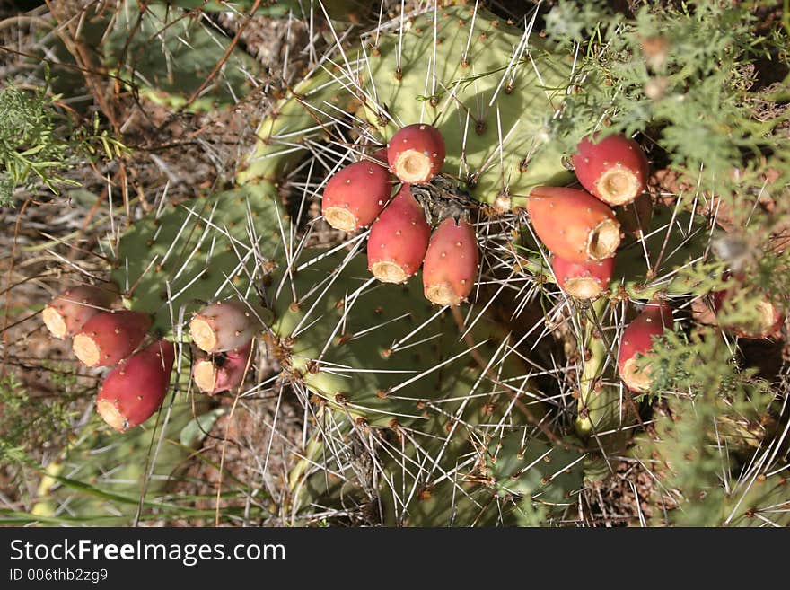 Cactus in the desert