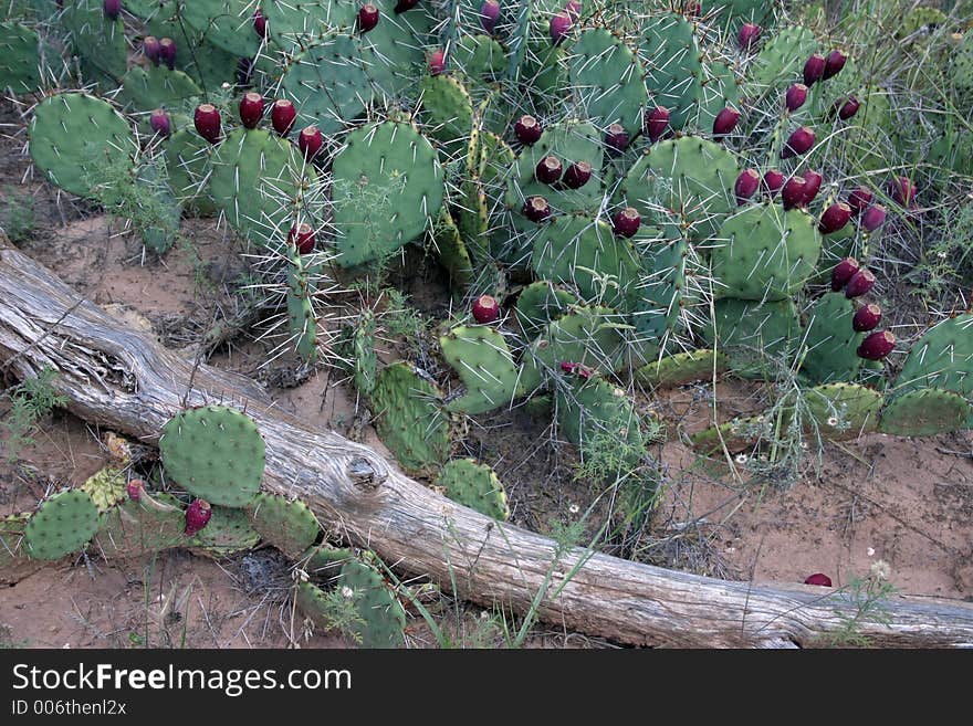 Desert cactus