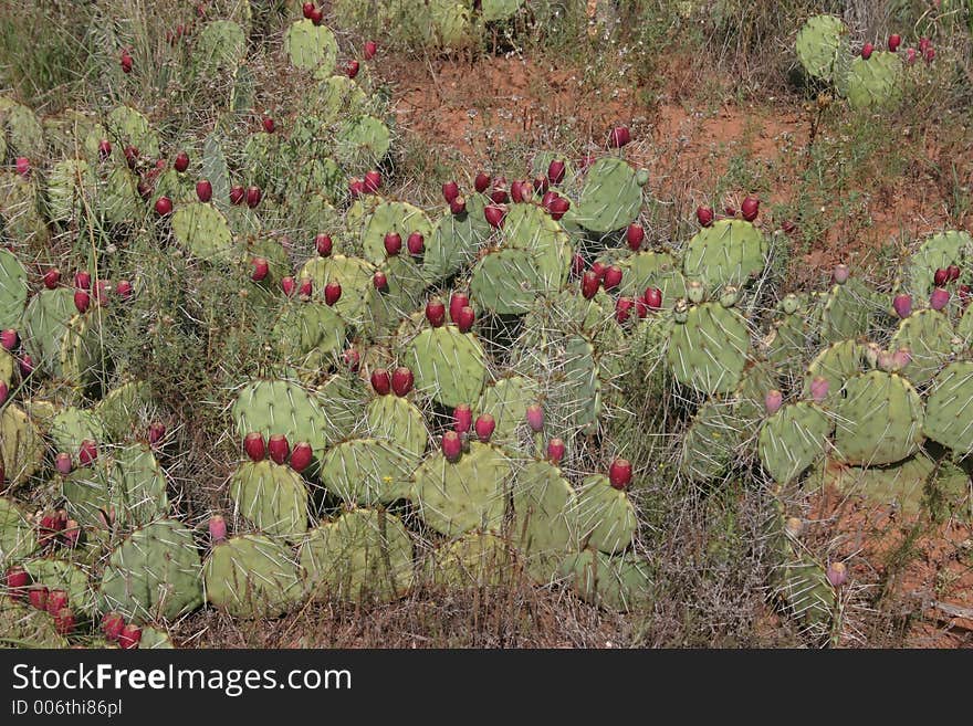 Cactus desert