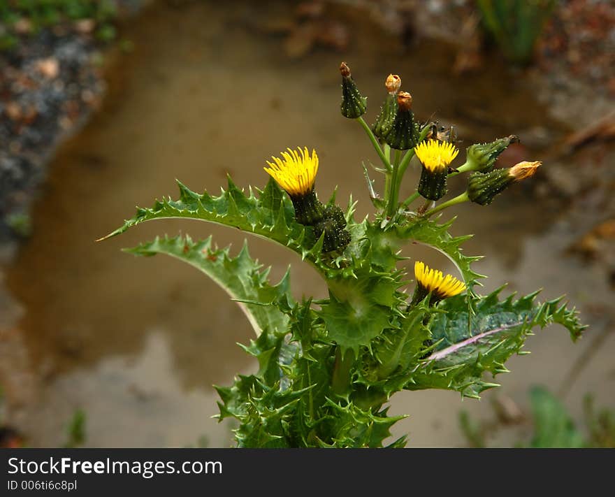 Yellow wild flowers by a pond