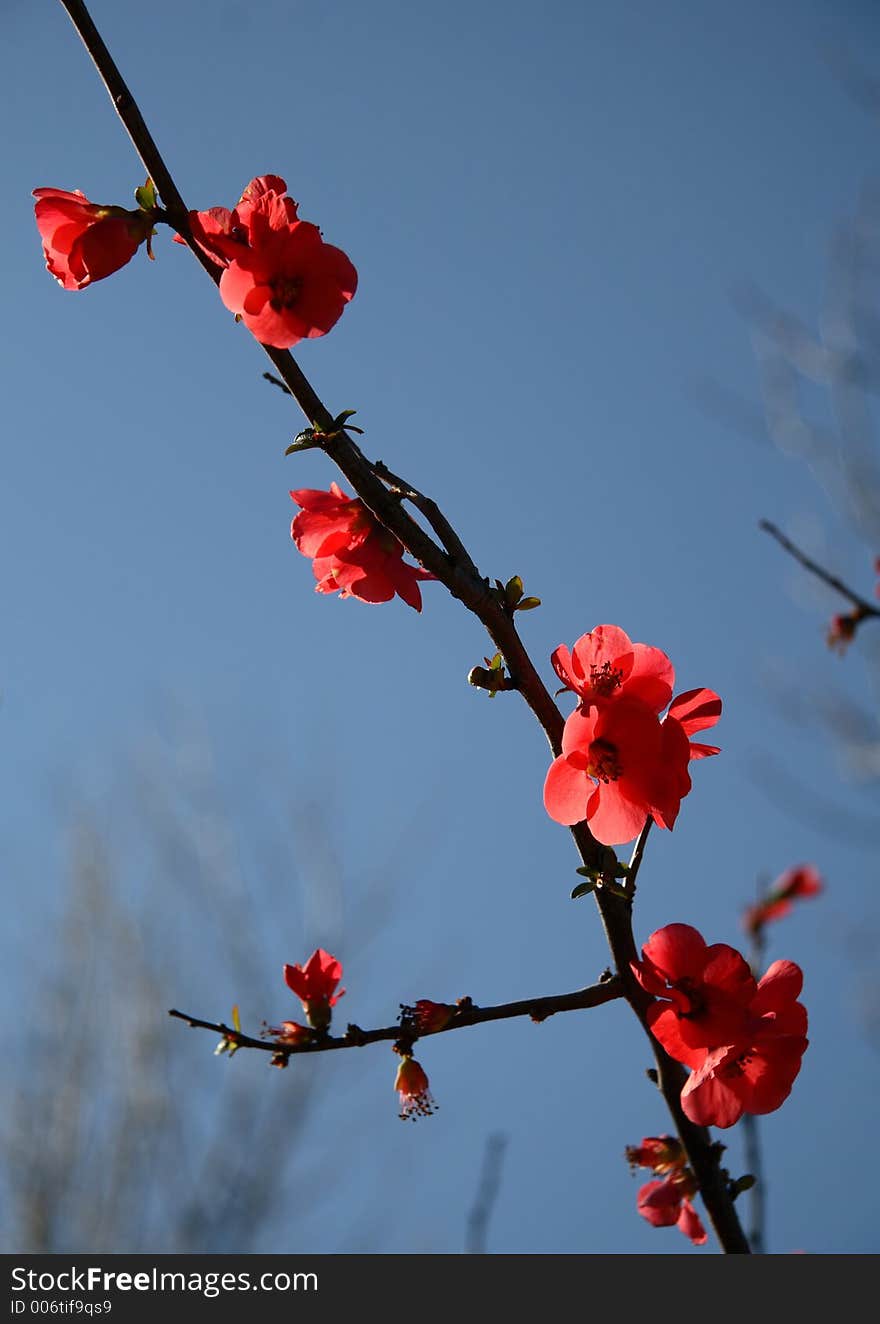 A branch with red blossom in spring, backlit, with blue sky in the background