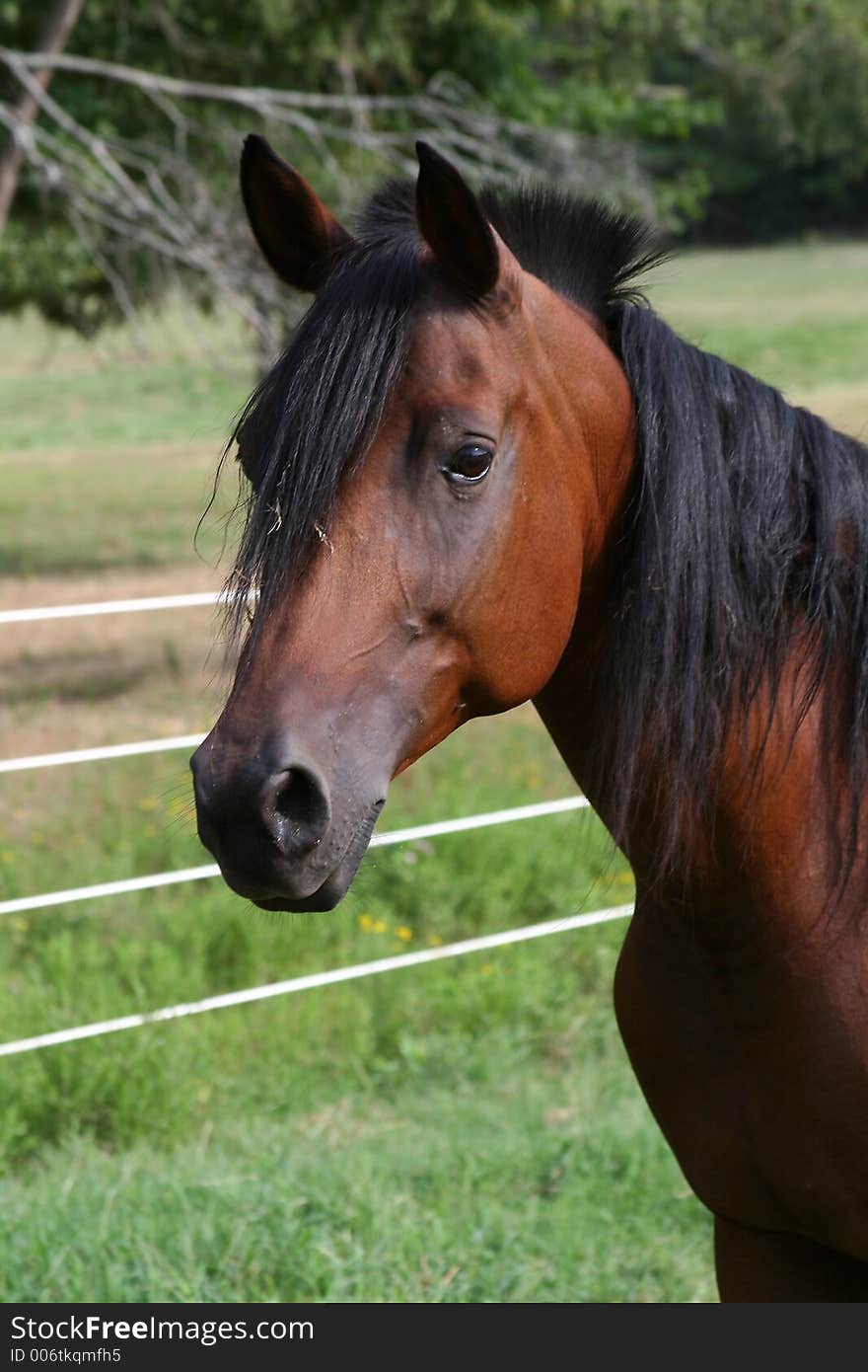 Bay Arabian Mare