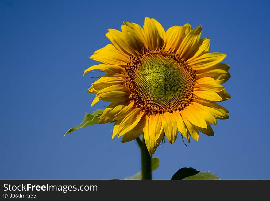 Sunflower on sky