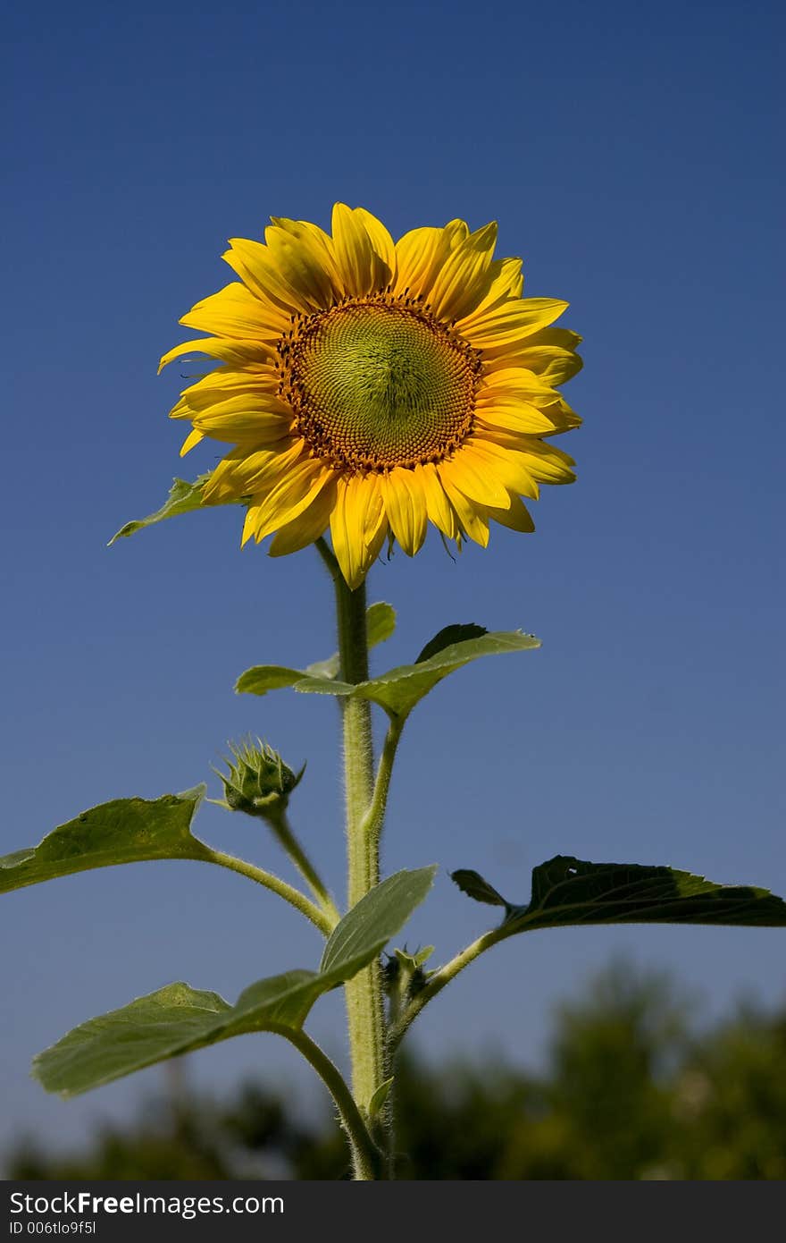 Sunflower on sky