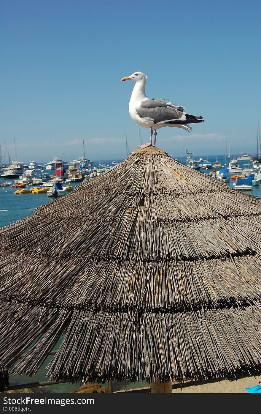 Seagull at a Catalina Island harbor near Los Angeles. Seagull at a Catalina Island harbor near Los Angeles.