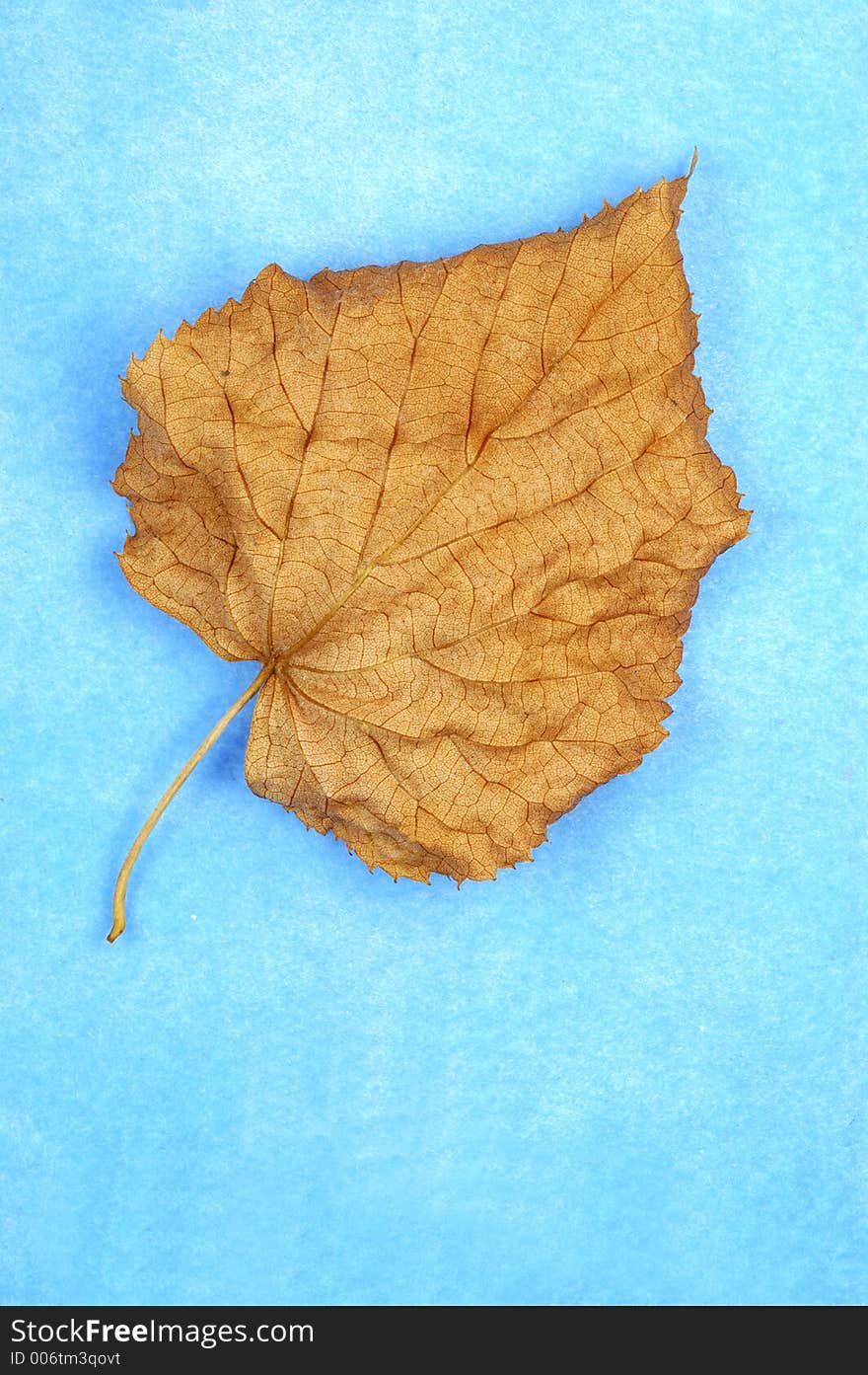 Leaf_1