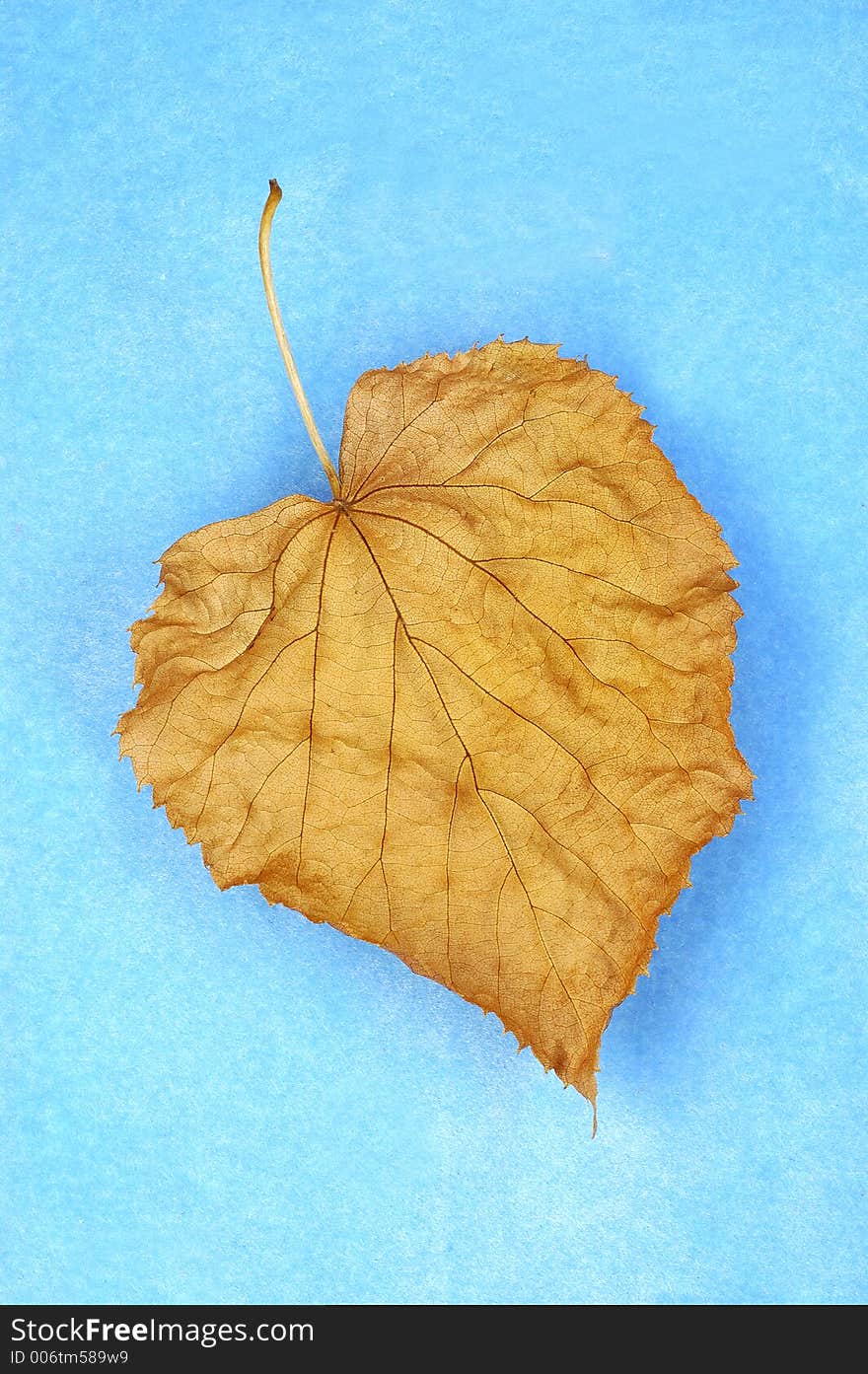 Leaf_2