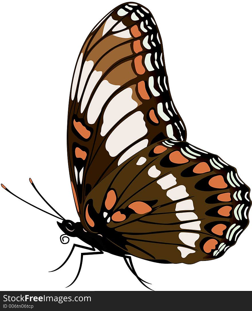 Butterfly Illustration