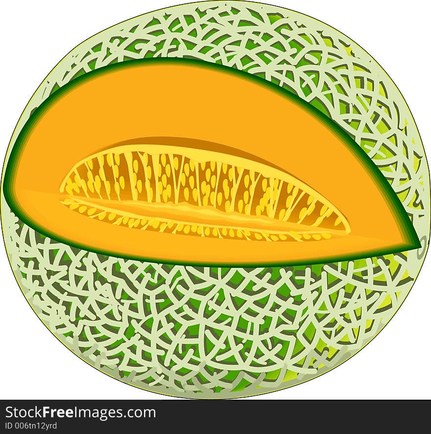 Cantaloupe Illustration