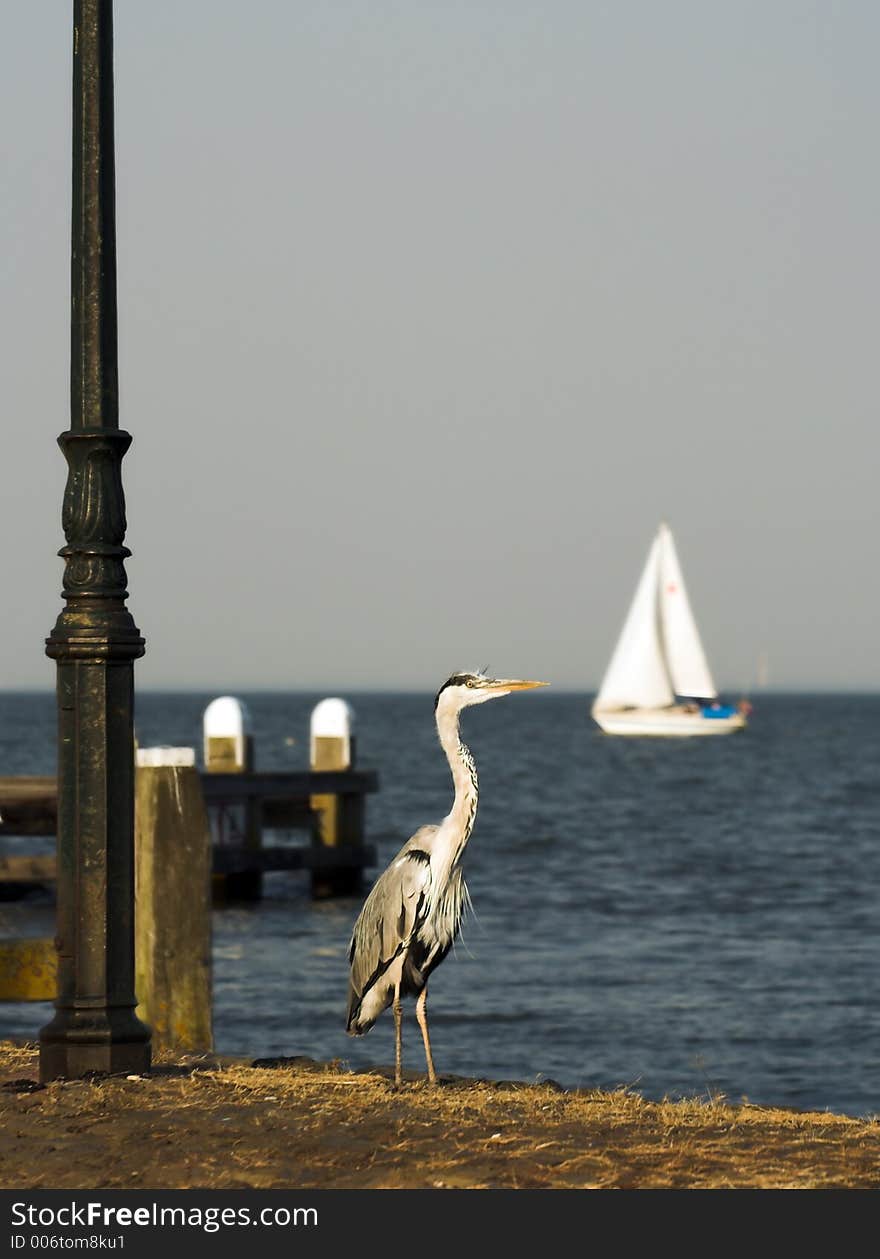 Blue heron watching a boat sail by