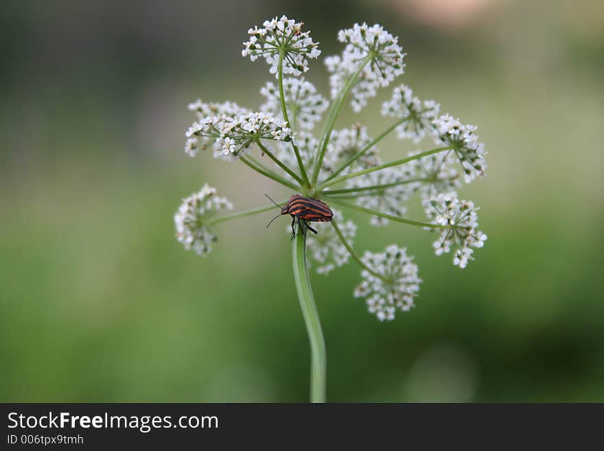 The striped bug on an umbellate flower. The striped bug on an umbellate flower