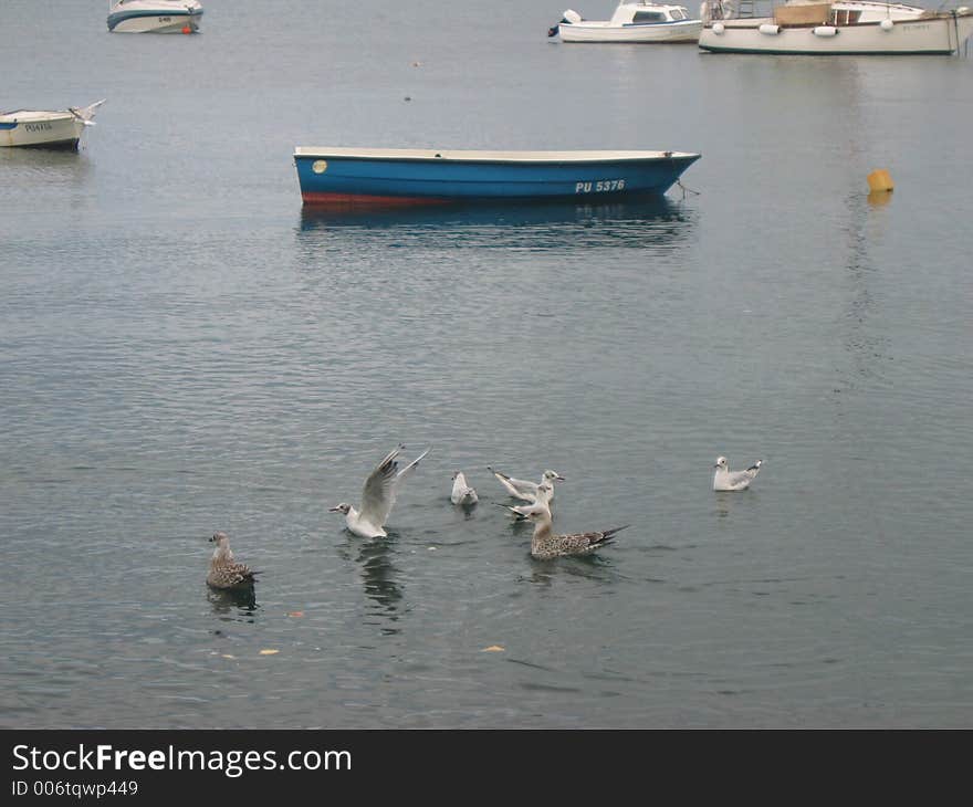 Seagull and boat