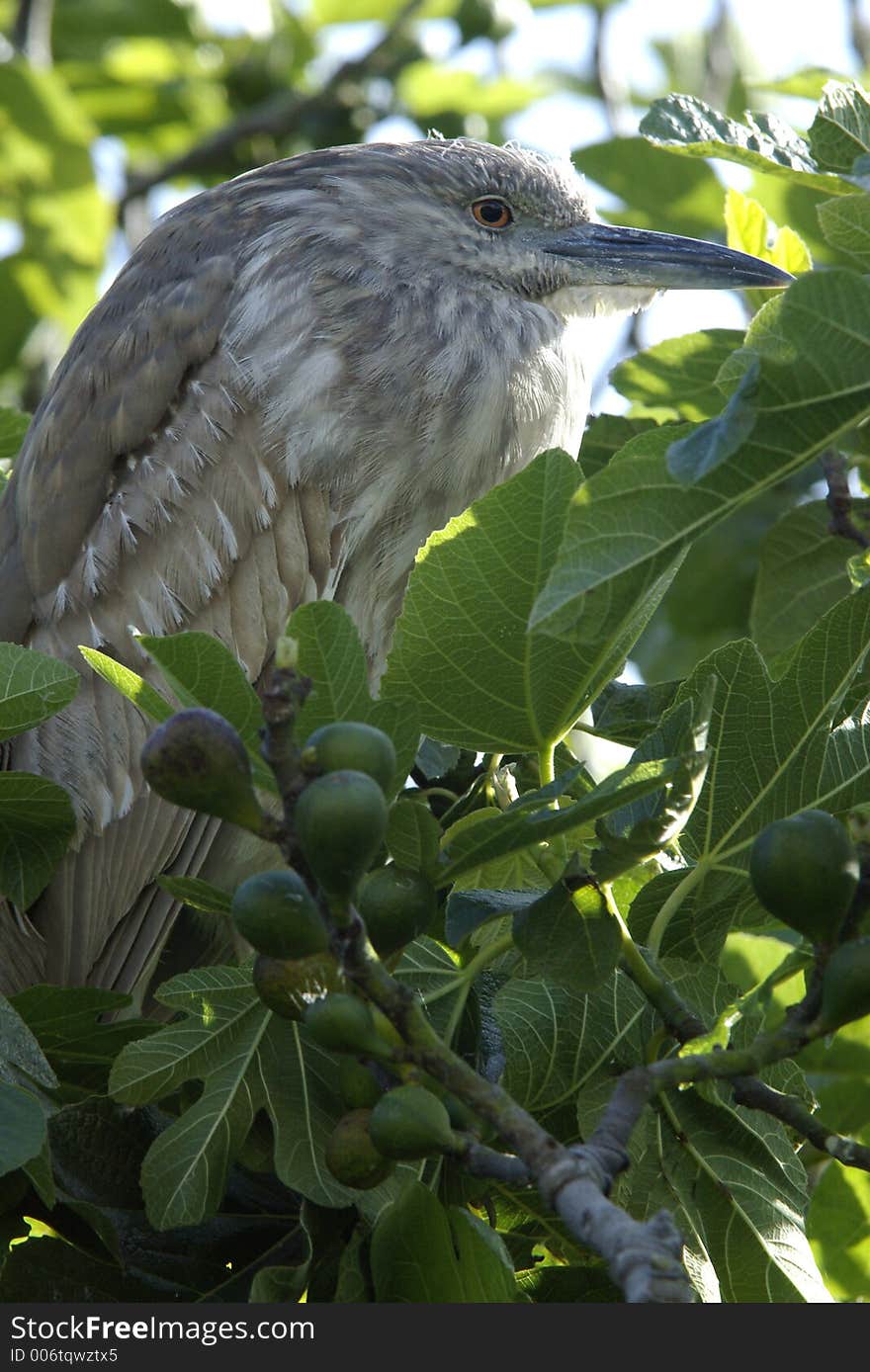 Bird Portrait