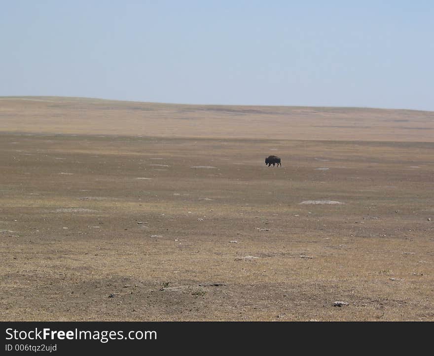 A lone buffalo in Badlands National Park, South Dakota.