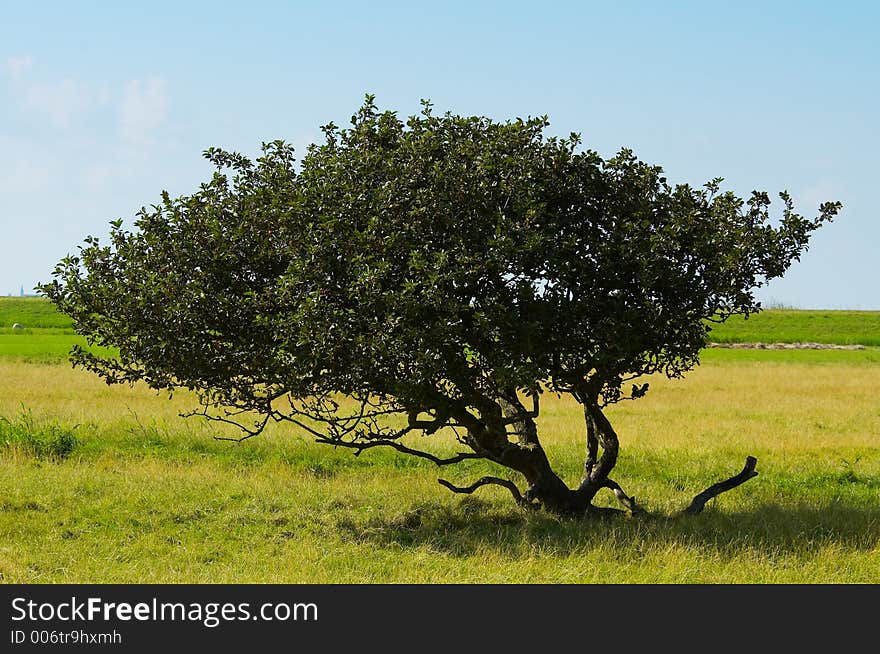 Tree background