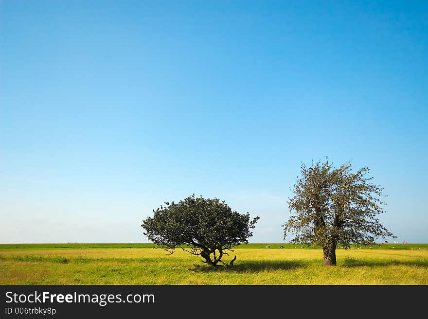 Summertime trees