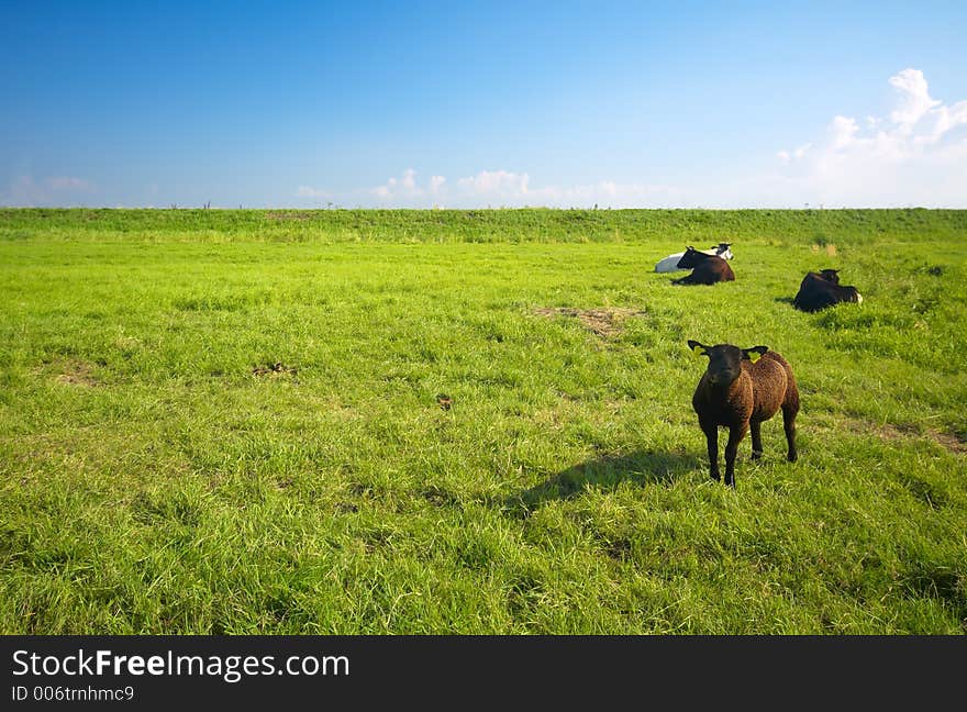 Farmland in summer