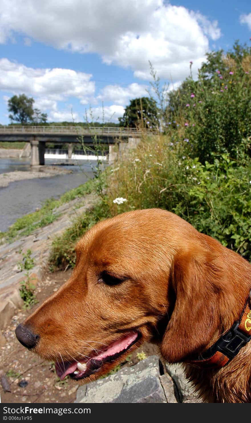 Dog by the river