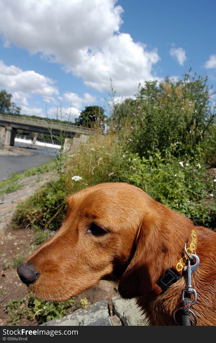 Dog by the river