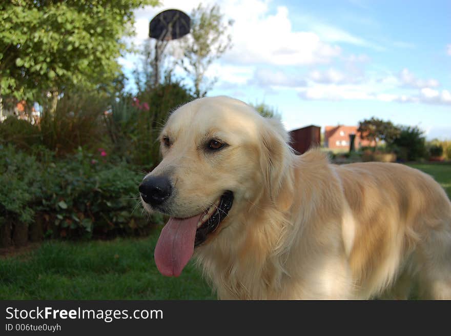 Golden retriever in sunny backyard