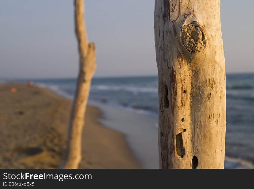 Wild Seascape