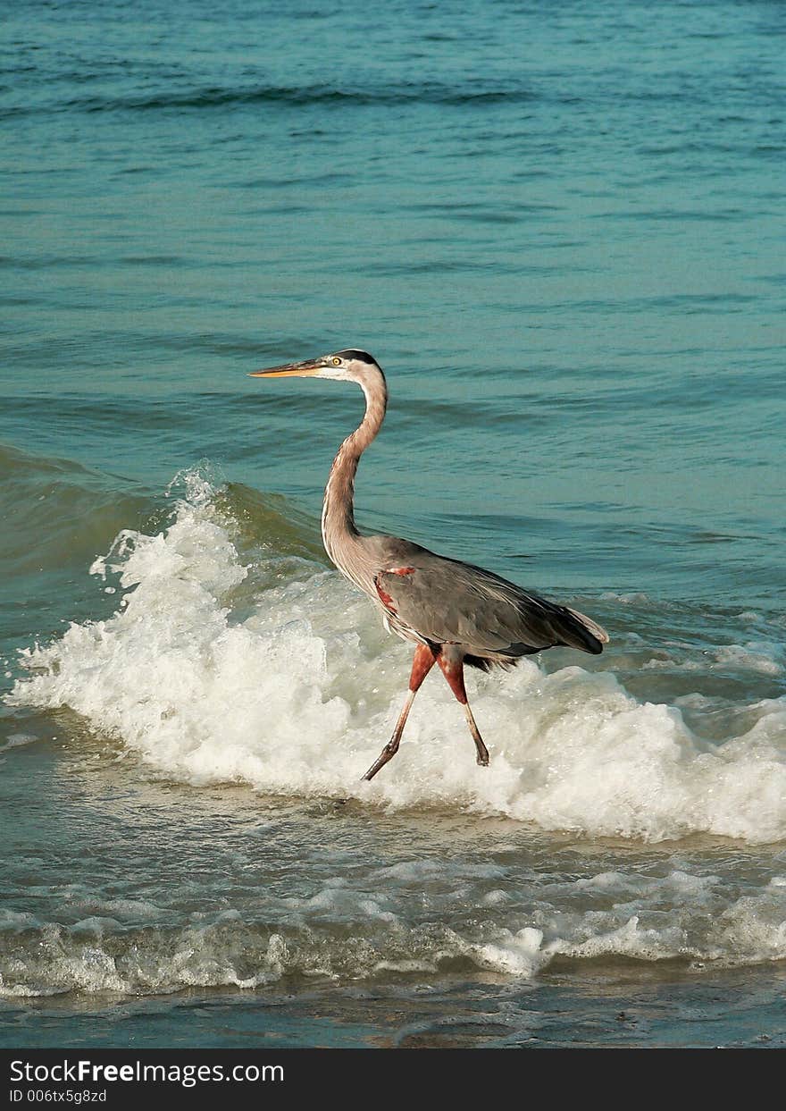 Heron walking in waves on the beach. Heron walking in waves on the beach