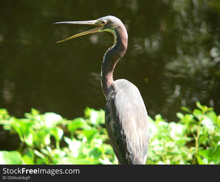 Water bird with beak open