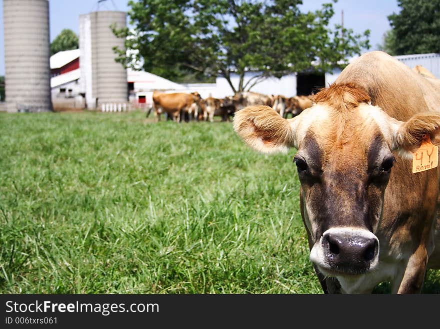 Jersey Cow Grazing