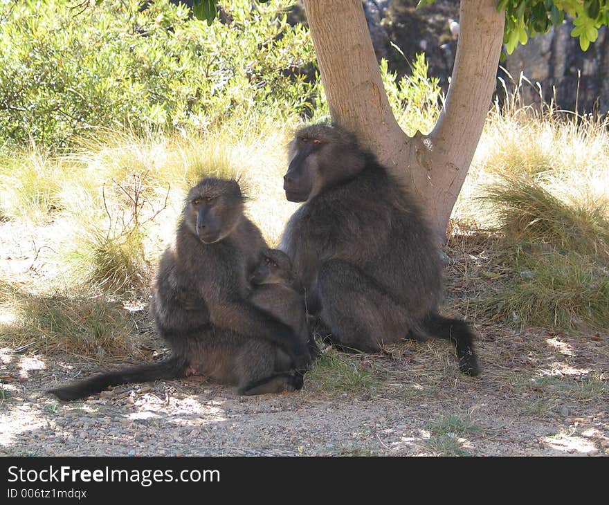 A family of primates under a tree