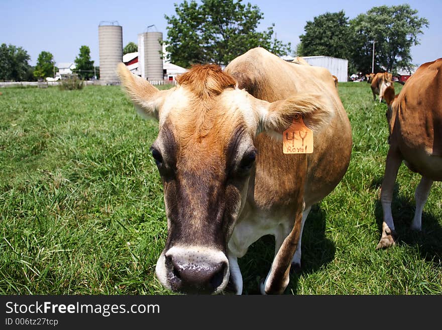 Jersey Cow Grazing