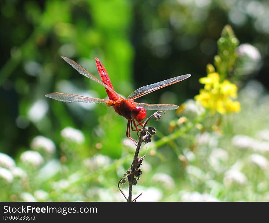 Red dragonfly