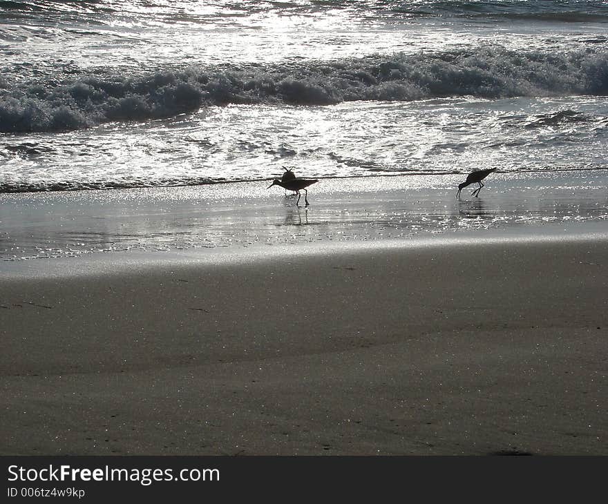 Birds Feeding In Ocean