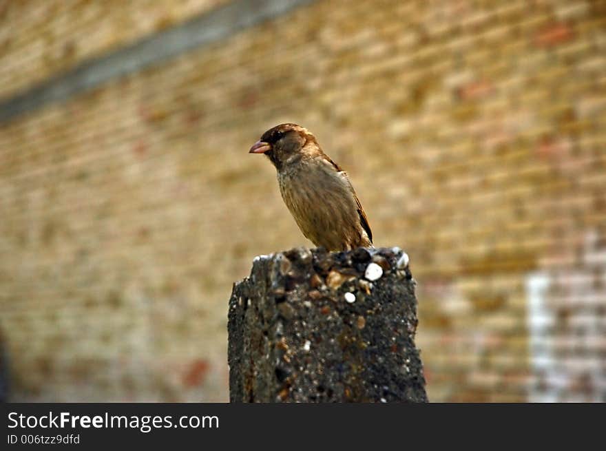 Sparrow posing