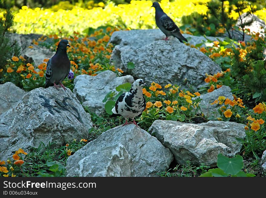 Pigeons