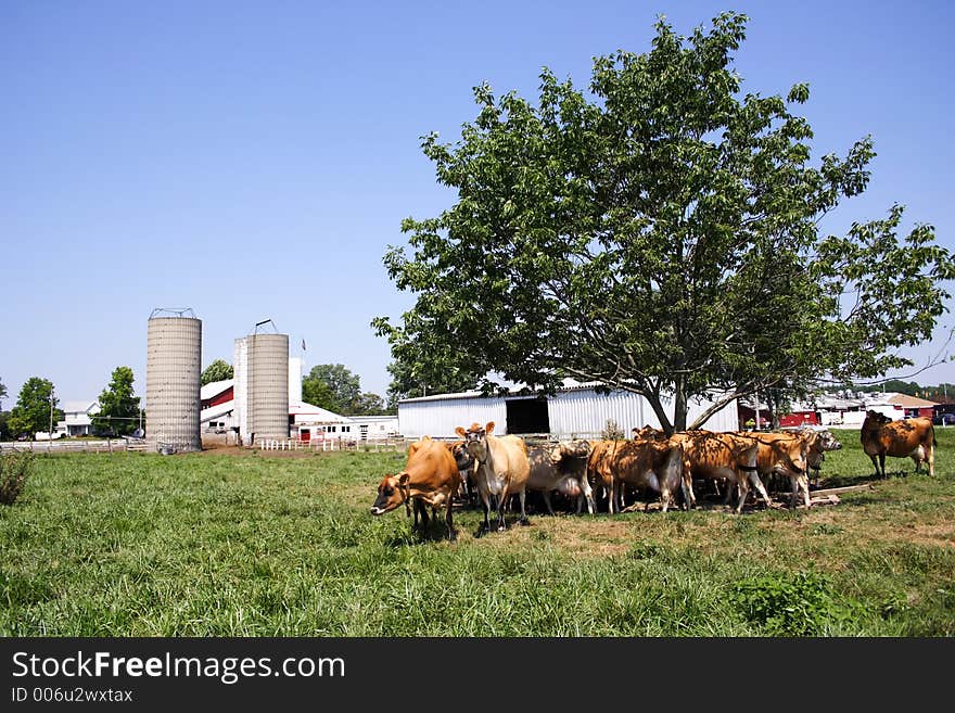 A herd of Jersey cows standing under a tree. A herd of Jersey cows standing under a tree