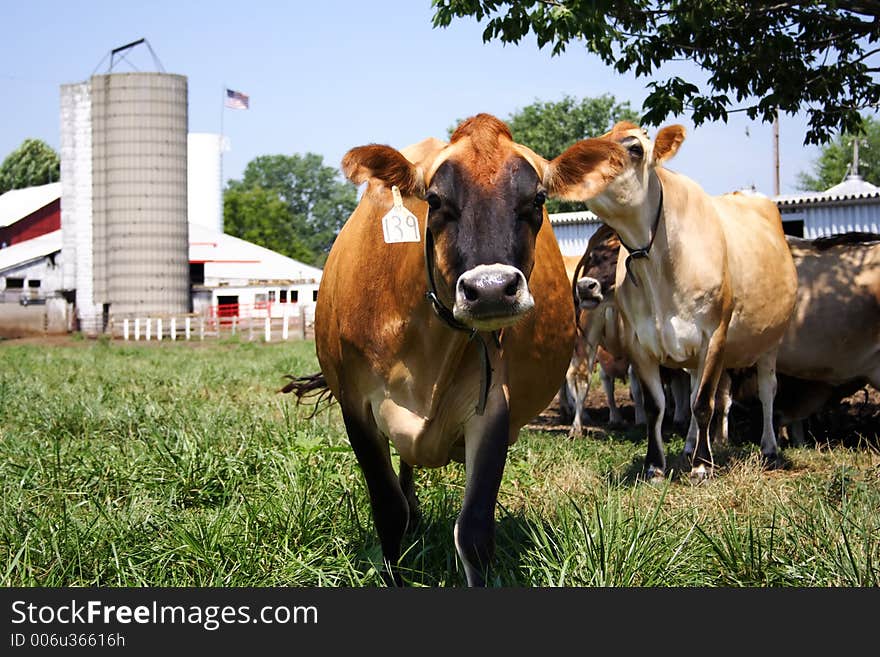 Jersey Cow Grazing