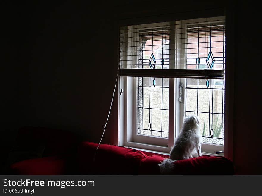 My dog stitch watching the world. My dog stitch watching the world