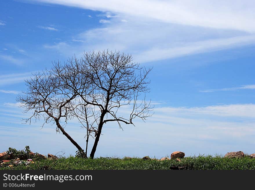 Lonely tree scene.