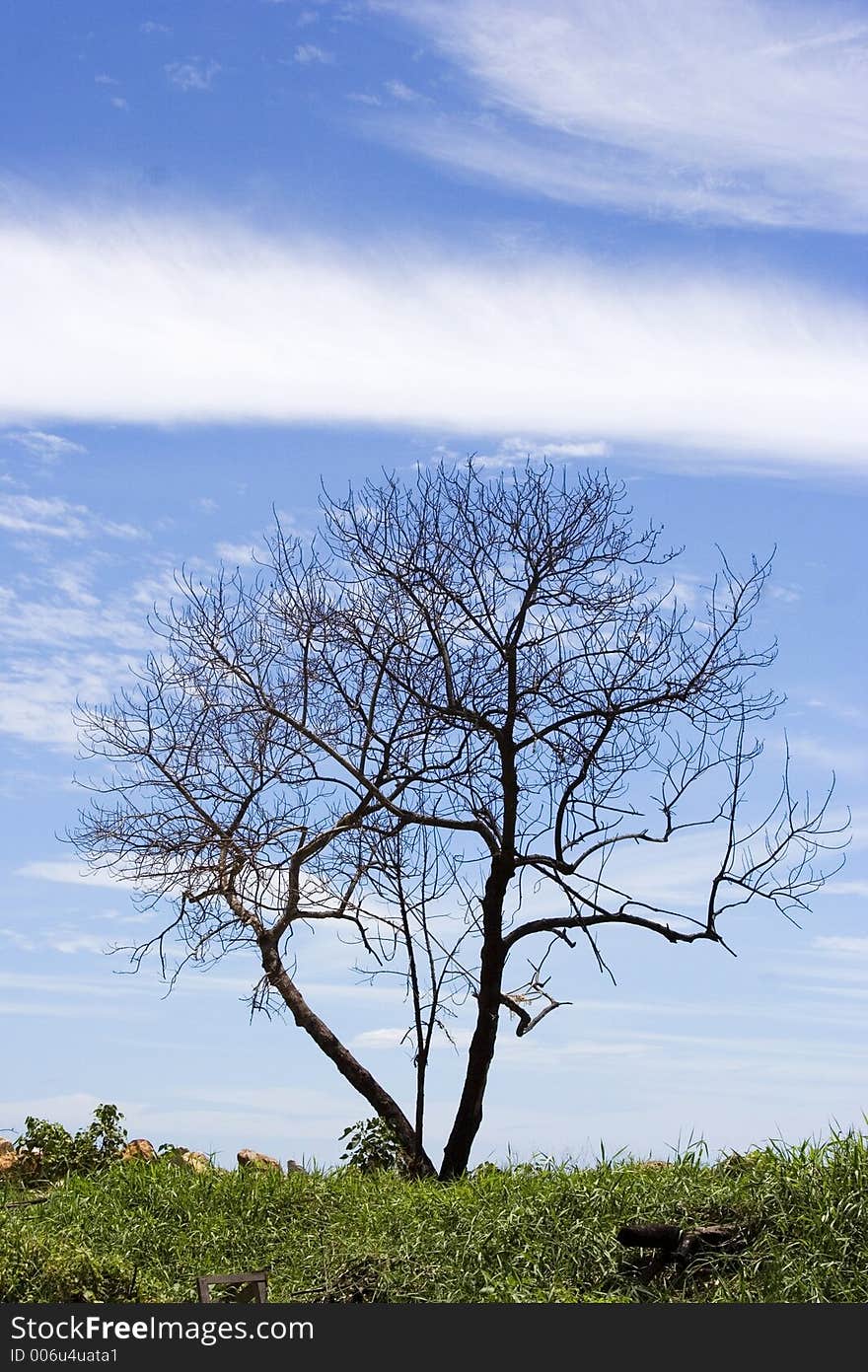 Lonely tree scene.