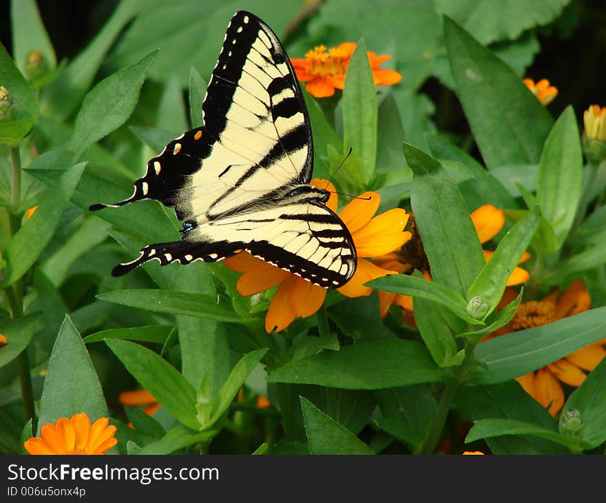 Butterfly on flower