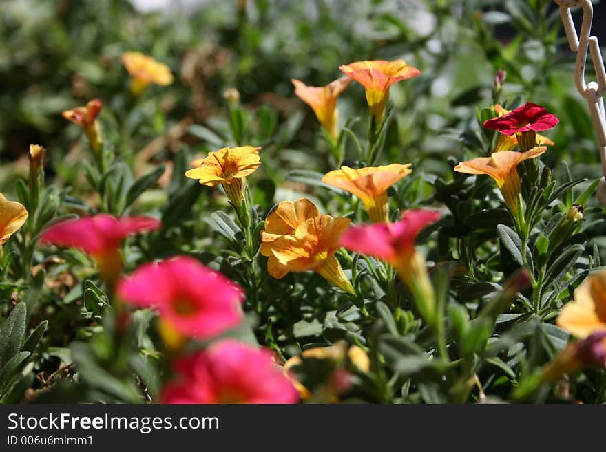 Petuna Flowers