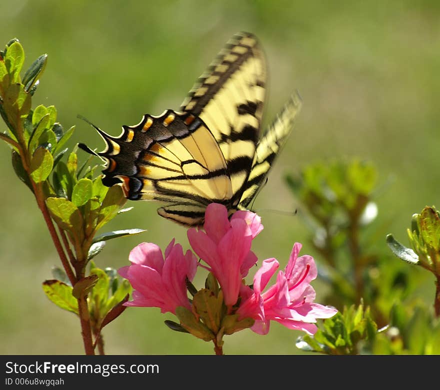 Butterfly feeding on pink azaleas. Butterfly feeding on pink azaleas