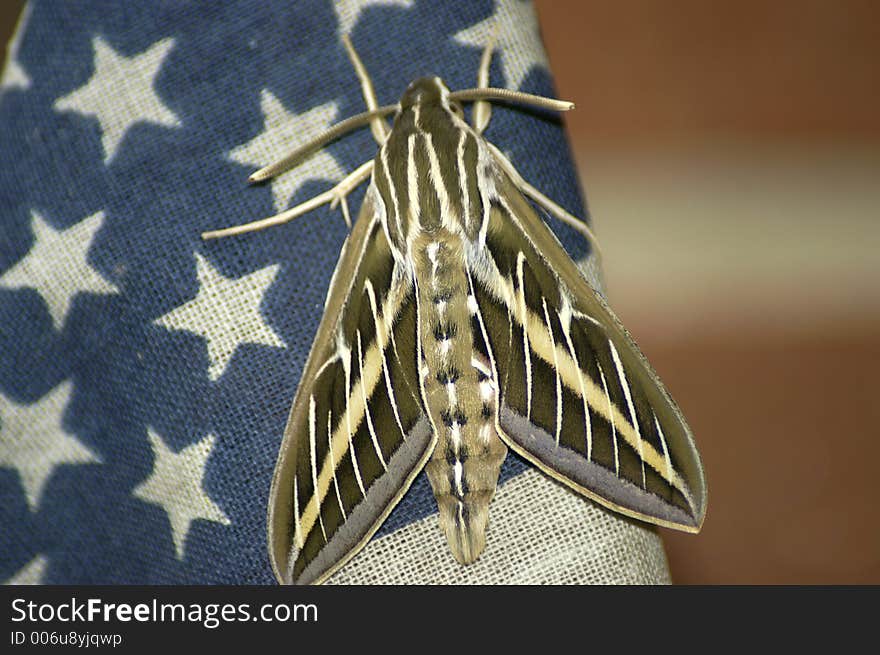 A unusual looking moth on the flag. A unusual looking moth on the flag